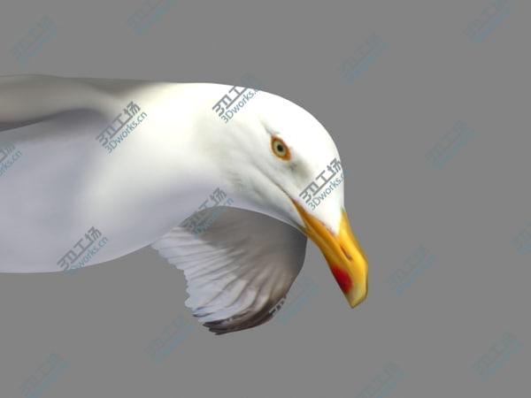 images/goods_img/20210312/HIGH DETAILED SEAGULL 3D MODEL  FULLY RIGGED & ANIMATED/5.jpg